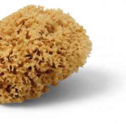 schuller 12cm tengeri szivacs